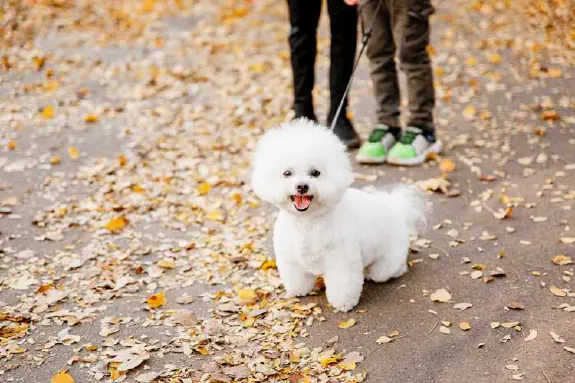 Kuinka sinä ja Bichon Havanais -koirasi voitte pitää toisistanne huolta?